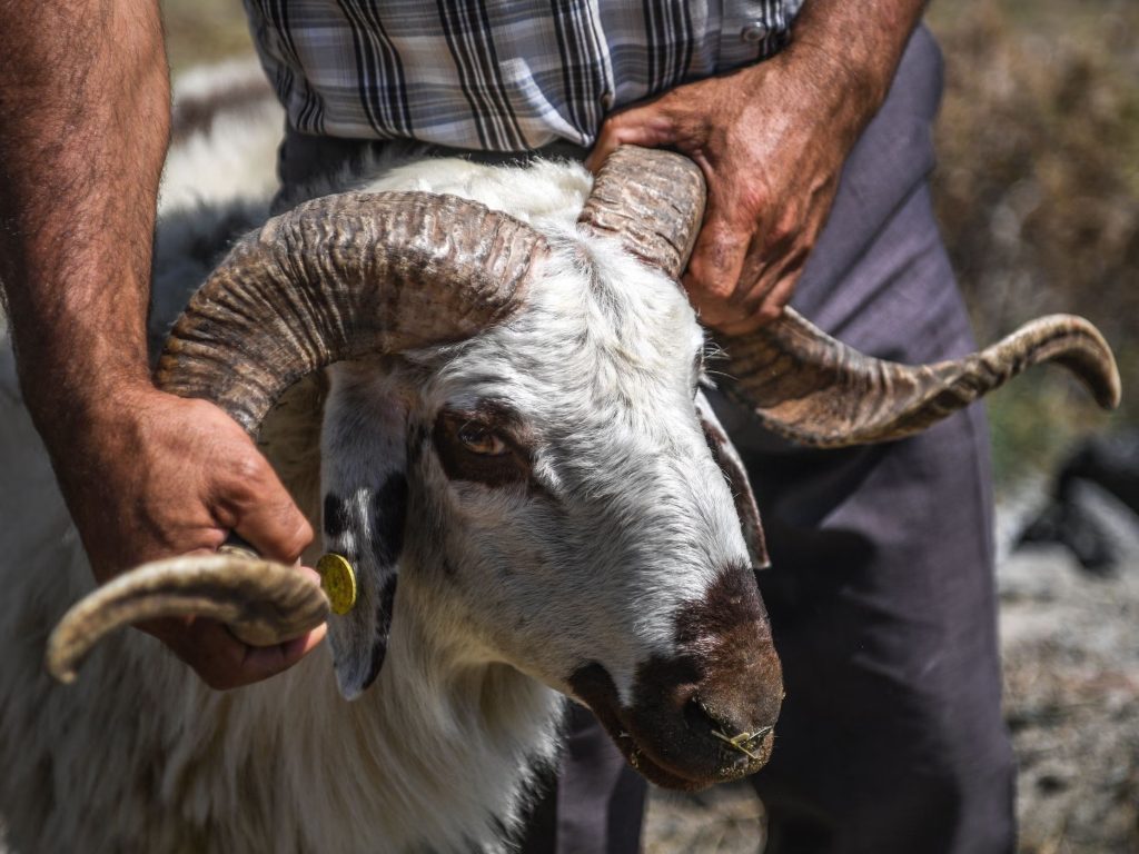 The Sacrificial Ritual - Eid Al-Adha